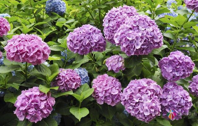 私家花園植物如何配置方法及家庭養(yǎng)花技巧？