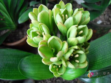 私家花園植物如何配置方法及家庭養(yǎng)花技巧？
