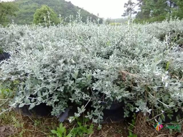 重慶72種常見私家花園綠化植物有哪些？