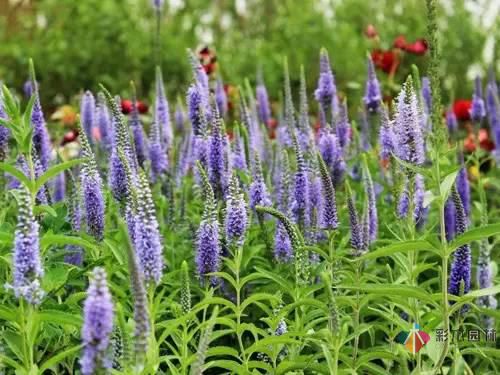 重慶72種常見私家花園綠化植物有哪些？