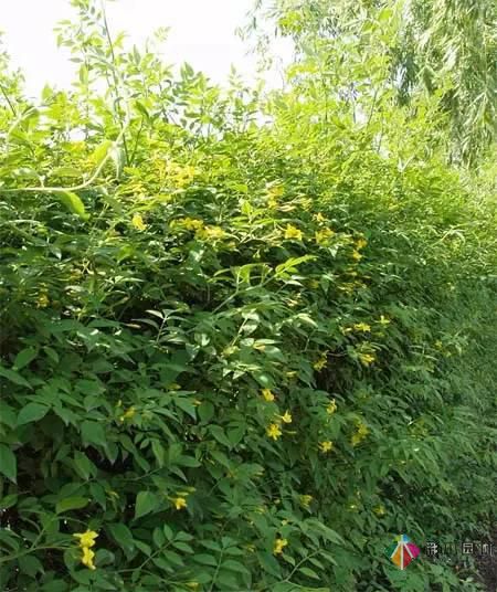 重慶72種常見私家花園綠化植物有哪些？