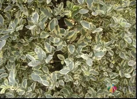 重慶72種常見私家花園綠化植物有哪些？