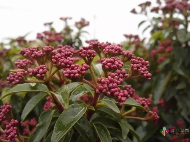 重慶72種常見私家花園綠化植物有哪些？