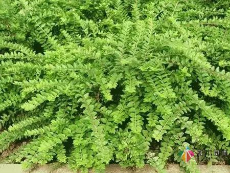 重慶72種常見私家花園綠化植物有哪些？