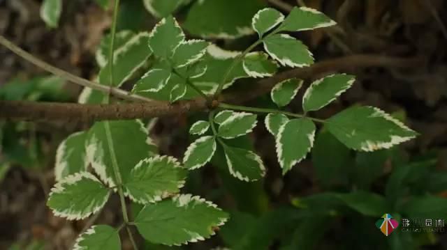 重慶72種常見私家花園綠化植物有哪些？