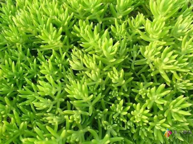 重慶72種常見私家花園綠化植物有哪些？