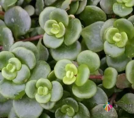 重慶72種常見私家花園綠化植物有哪些？