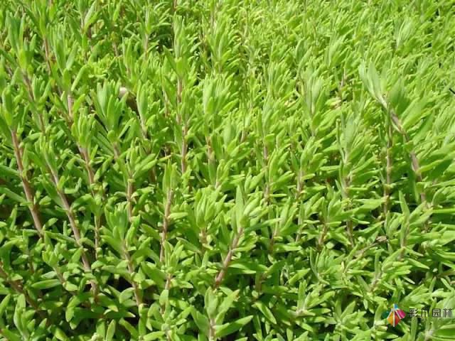 重慶72種常見私家花園綠化植物有哪些？