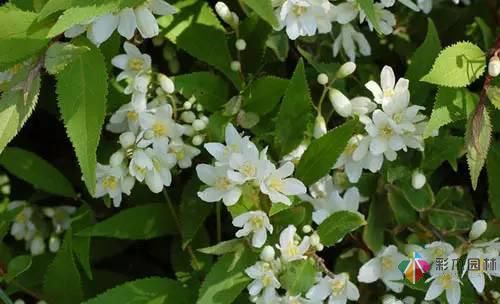 重慶72種常見私家花園綠化植物有哪些？