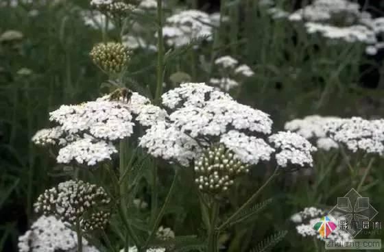 重慶72種常見私家花園綠化植物有哪些？