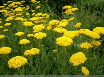 重慶72種常見私家花園綠化植物有哪些？