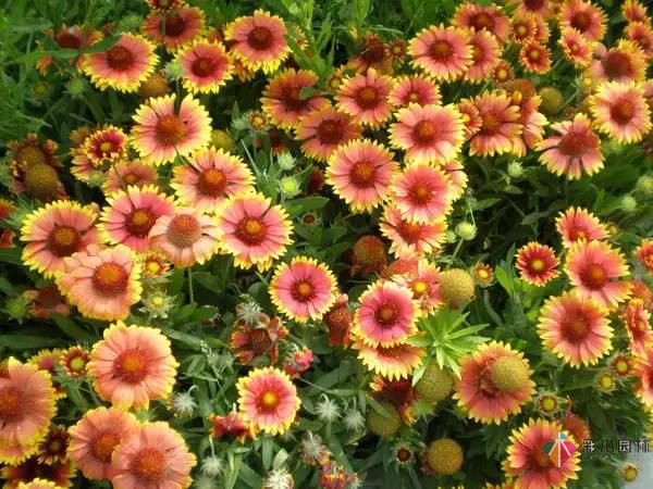重慶72種常見私家花園綠化植物有哪些？