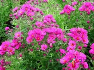 重慶72種常見私家花園綠化植物有哪些？