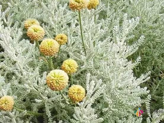 重慶72種常見私家花園綠化植物有哪些？
