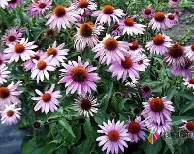 重慶72種常見私家花園綠化植物有哪些？