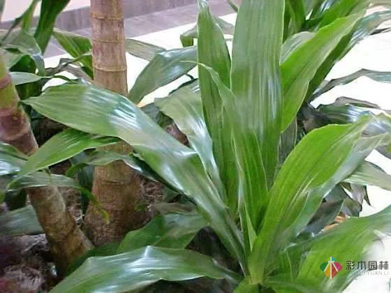 重慶72種常見私家花園綠化植物有哪些？