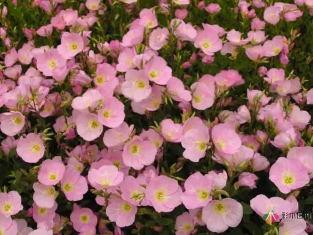 重慶72種常見私家花園綠化植物有哪些？