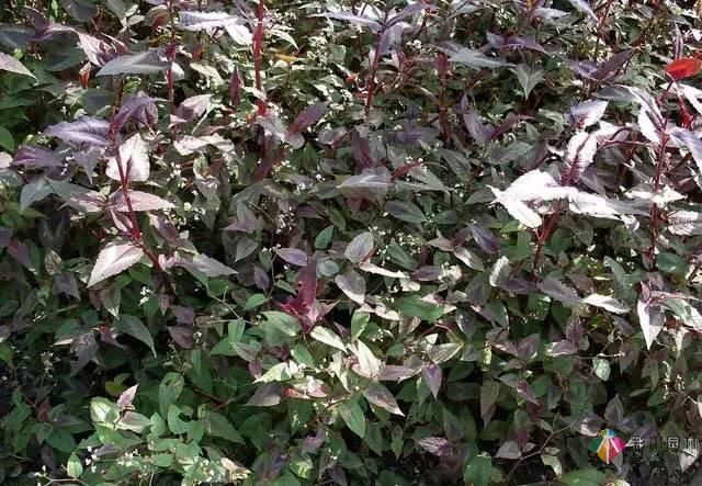 重慶72種常見私家花園綠化植物有哪些？