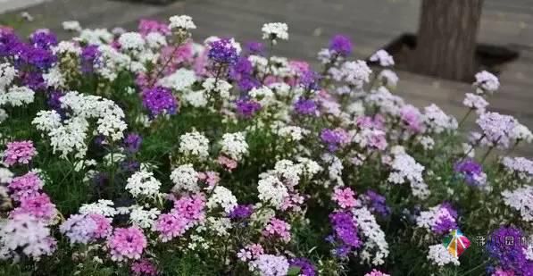 重慶72種常見私家花園綠化植物有哪些？