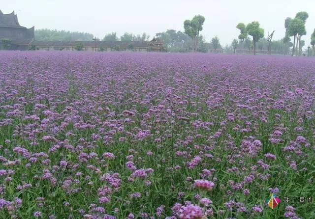 重慶72種常見私家花園綠化植物有哪些？