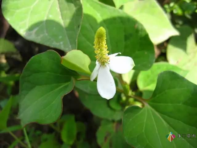 重慶72種常見私家花園綠化植物有哪些？