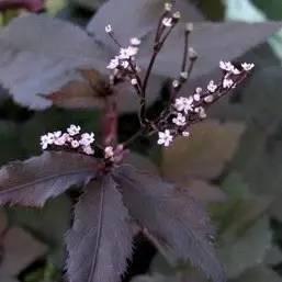重慶72種常見私家花園綠化植物有哪些？