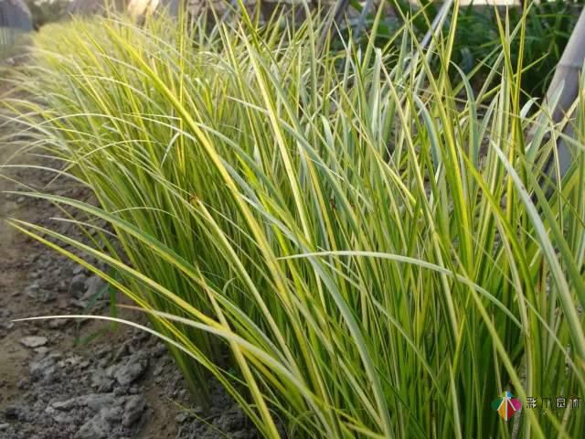 重慶72種常見私家花園綠化植物有哪些？