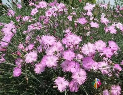 重慶72種常見私家花園綠化植物有哪些？