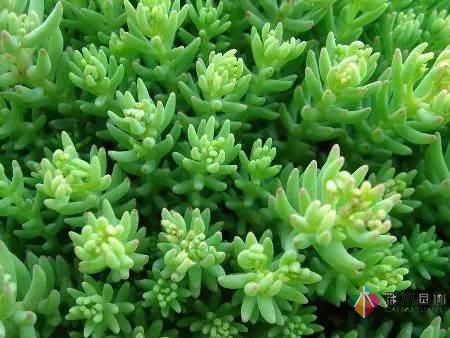 重慶72種常見私家花園綠化植物有哪些？
