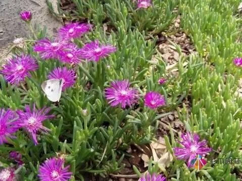 重慶72種常見私家花園綠化植物有哪些？