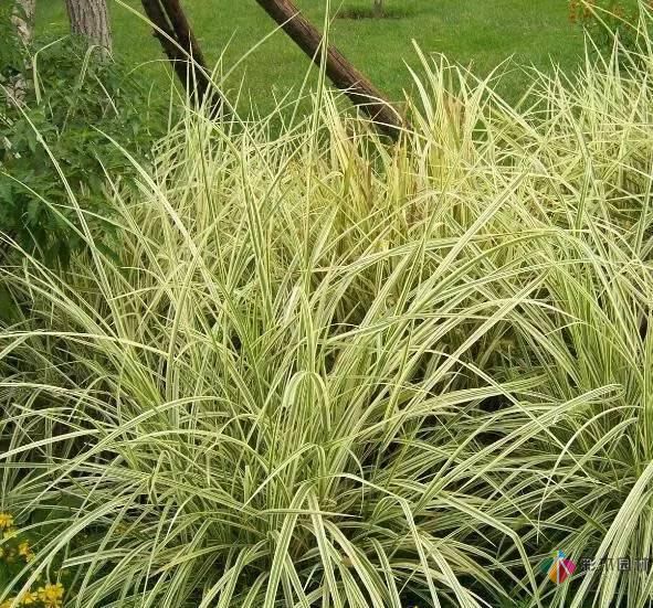 重慶72種常見私家花園綠化植物有哪些？