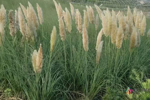 重慶72種常見私家花園綠化植物有哪些？