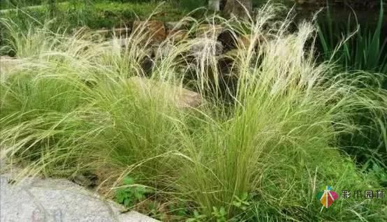 重慶72種常見私家花園綠化植物有哪些？