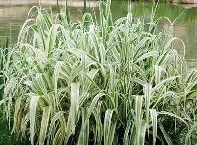 重慶72種常見私家花園綠化植物有哪些？
