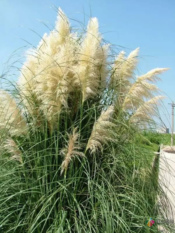 重慶72種常見私家花園綠化植物有哪些？
