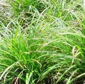 重慶72種常見私家花園綠化植物有哪些？