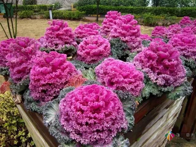 重慶72種常見私家花園綠化植物有哪些？