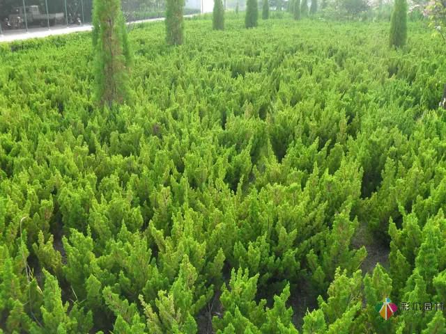 重慶72種常見私家花園綠化植物有哪些？