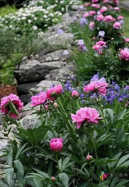 這樣子的庭院花園施工維護，花鏡美的不要不要的！