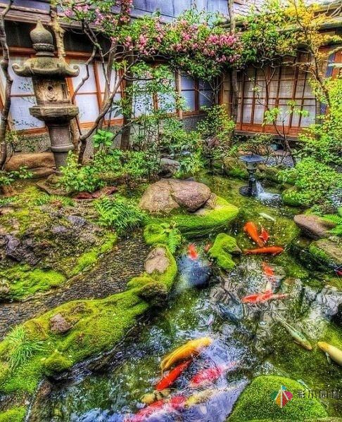在私家花園庭院設計有一個魚塘荷花池，整個庭院都活了