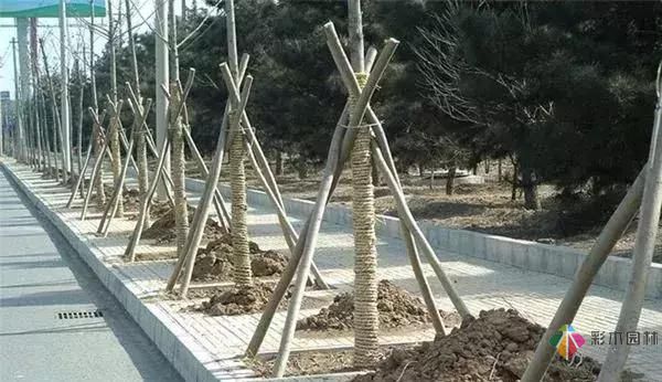 17種園林綠化種植技術(shù)及處理辦法，值得珍藏！