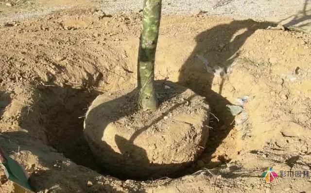 17種園林綠化種植技術(shù)及處理辦法，值得珍藏！