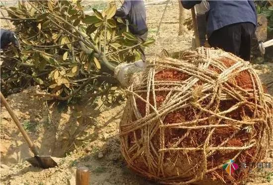 17種園林綠化種植技術(shù)及處理辦法，值得珍藏！