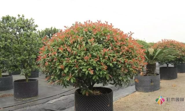 17種園林綠化種植技術(shù)及處理辦法，值得珍藏！