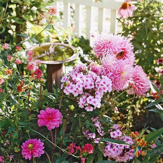 九種花園設計配色技巧，叫你設計出漂亮的花園！