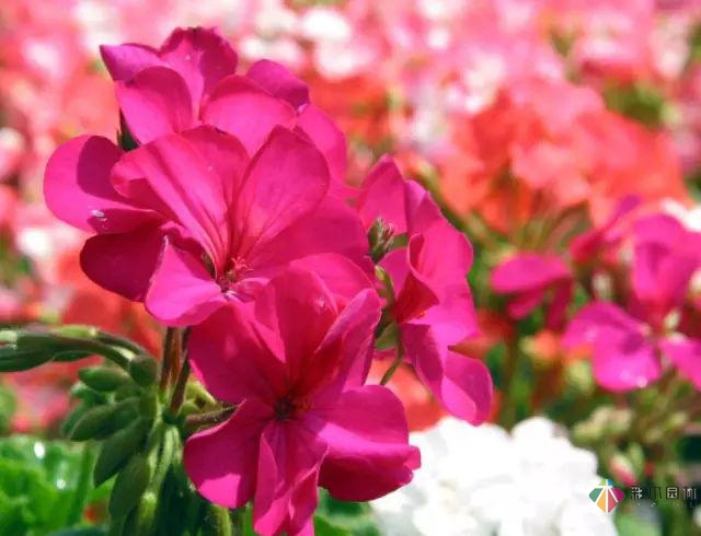 庭院花境園藝設(shè)計(jì)和植物搭配需要哪些要求？