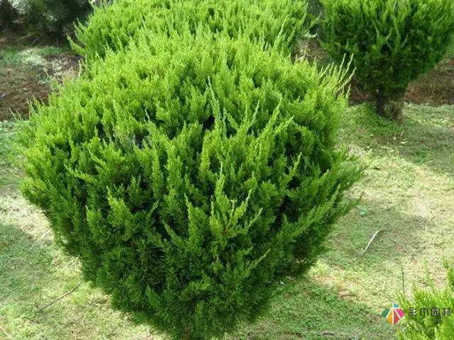 庭院花境園藝設(shè)計(jì)和植物搭配需要哪些要求？