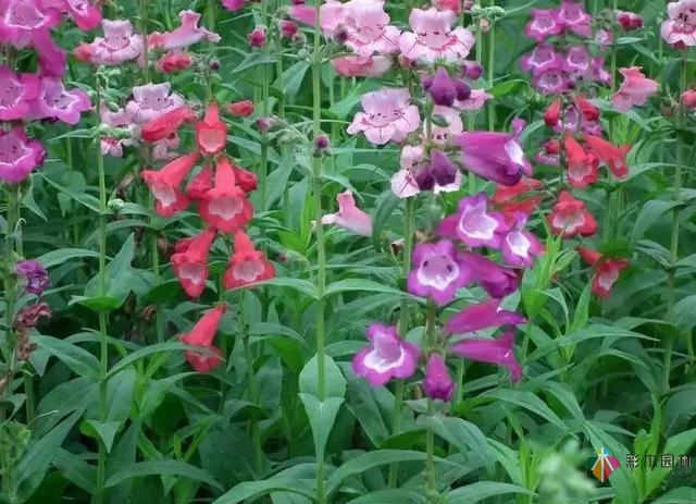 庭院花境園藝設(shè)計(jì)和植物搭配需要哪些要求？