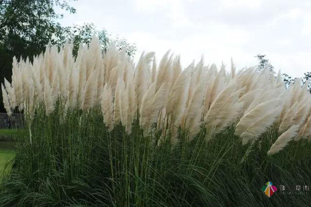 庭院花境園藝設(shè)計(jì)和植物搭配需要哪些要求？