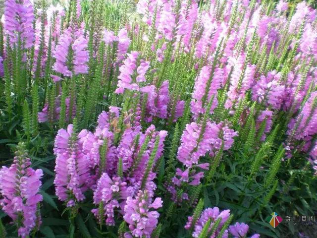 庭院花境園藝設(shè)計(jì)和植物搭配需要哪些要求？